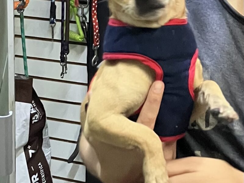 PANCHITO