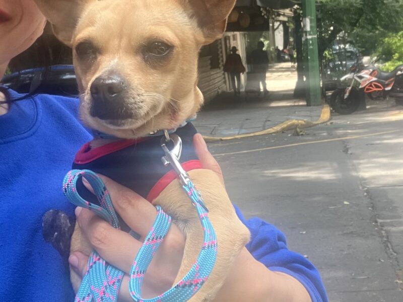 PANCHITO