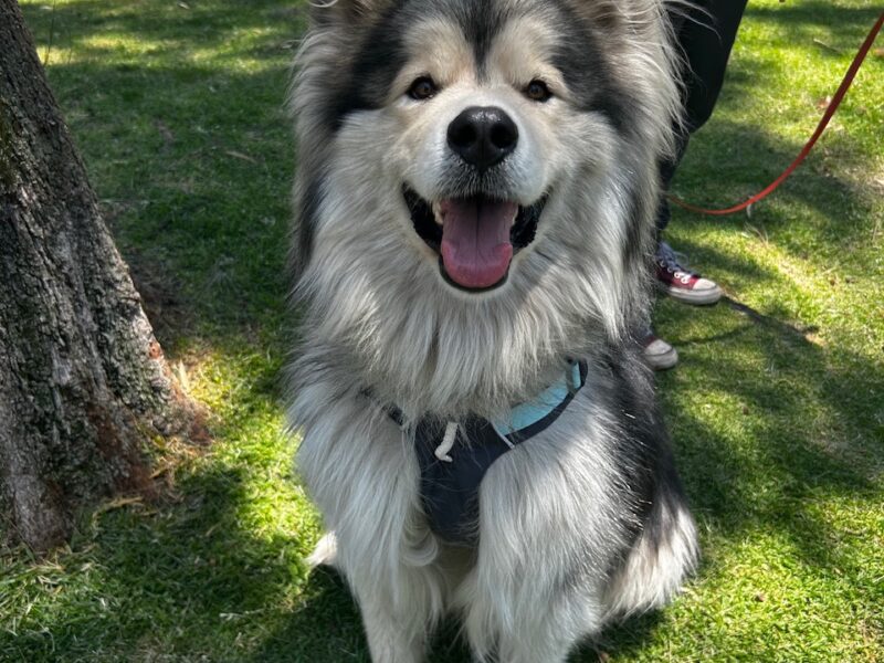 ODIN