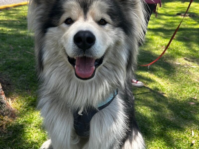 ODIN