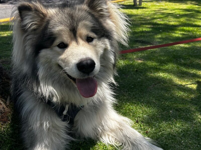 ODIN