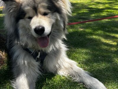 ODIN