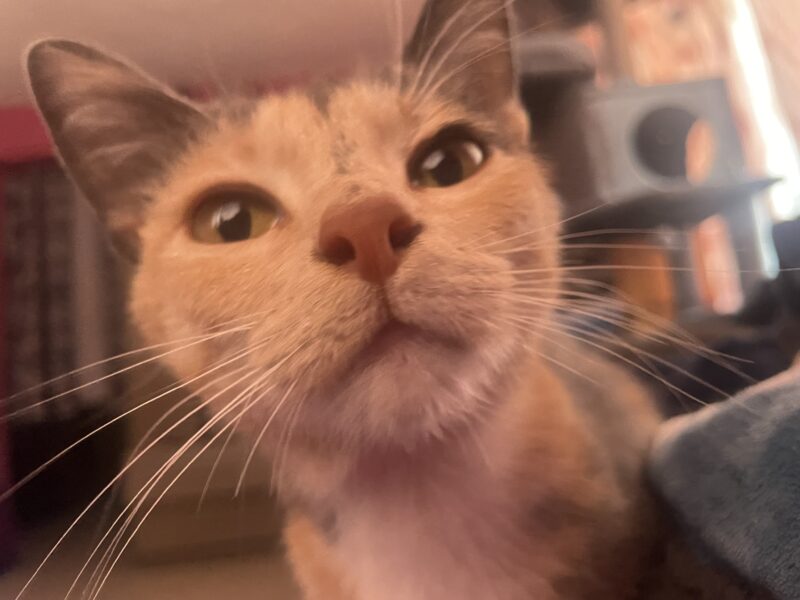 MISHA