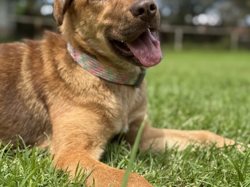 KAIA