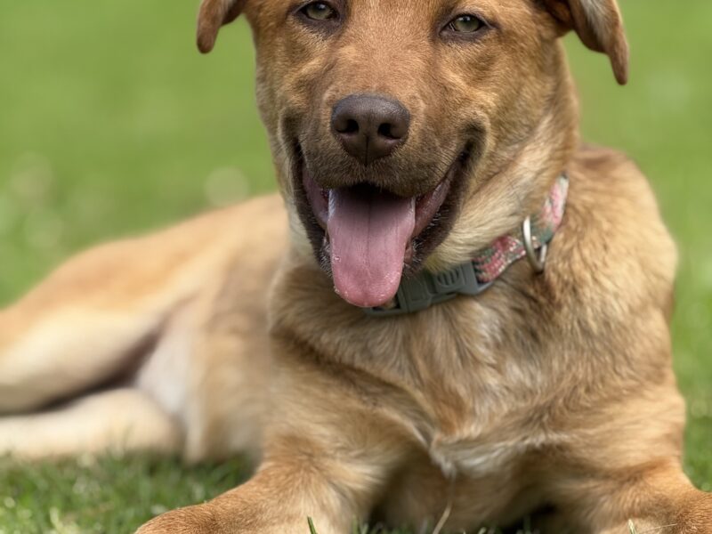 KAIA