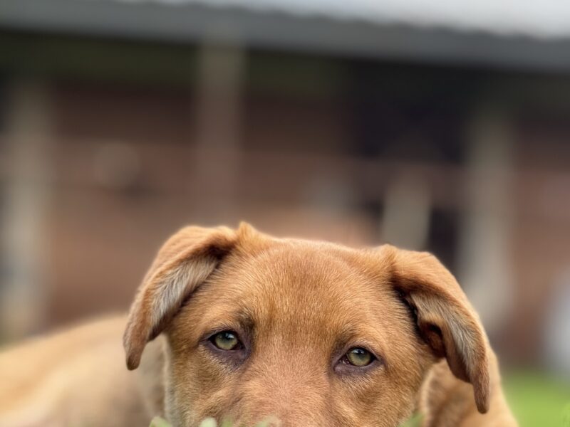 KAIA
