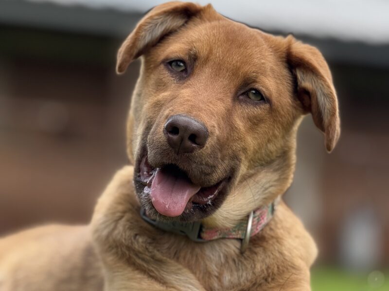 KAIA
