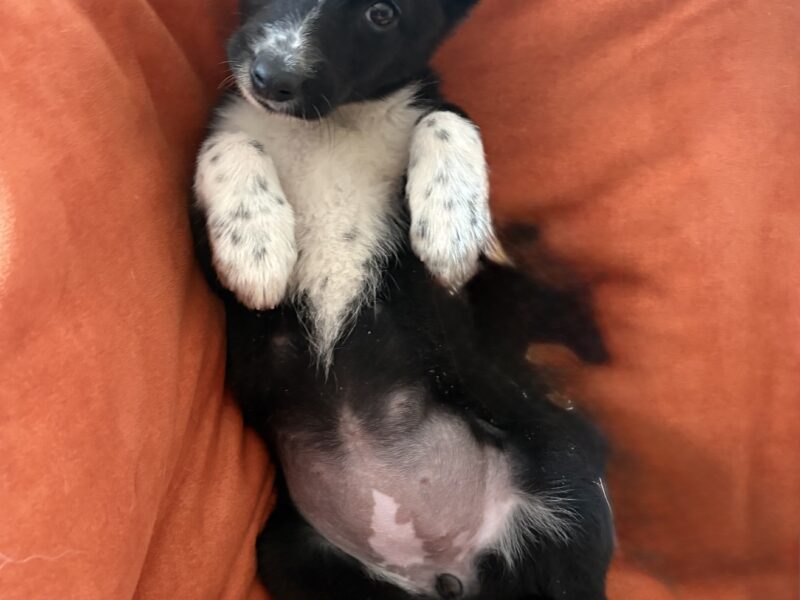 BEBÉ