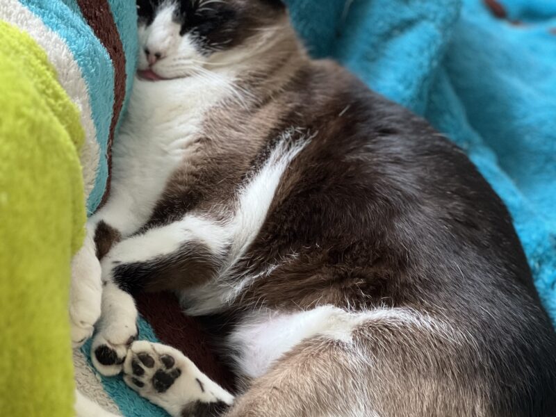 KENAI