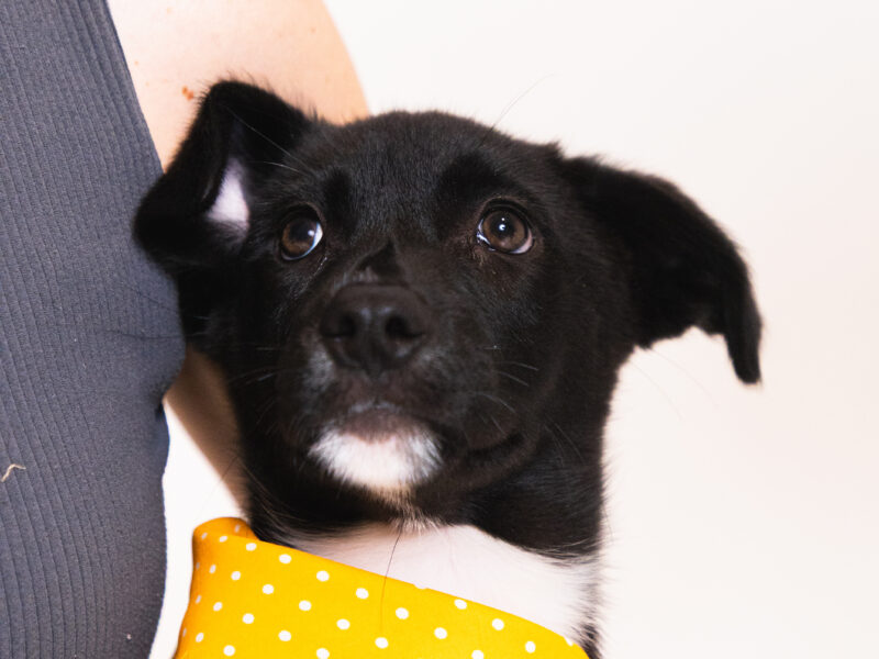 CORA