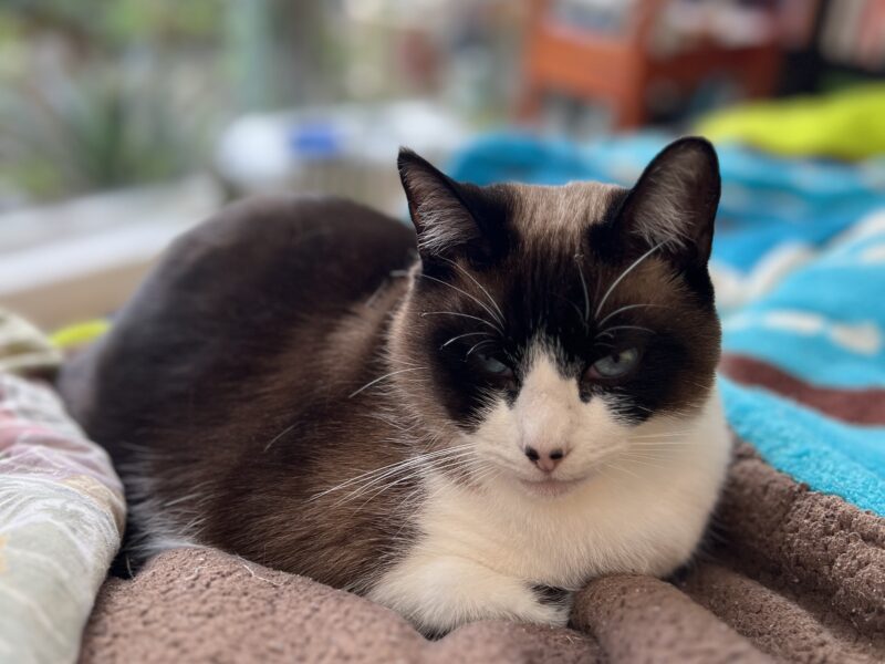 KENAI