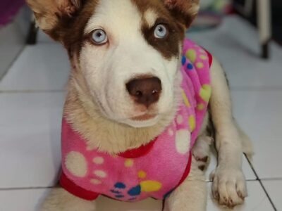 KALI