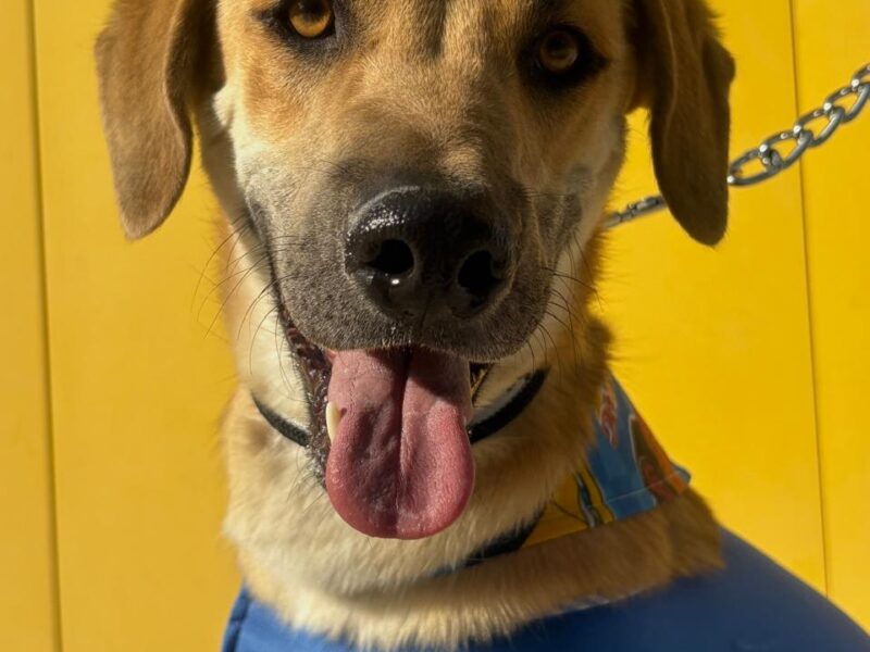 AQUILES