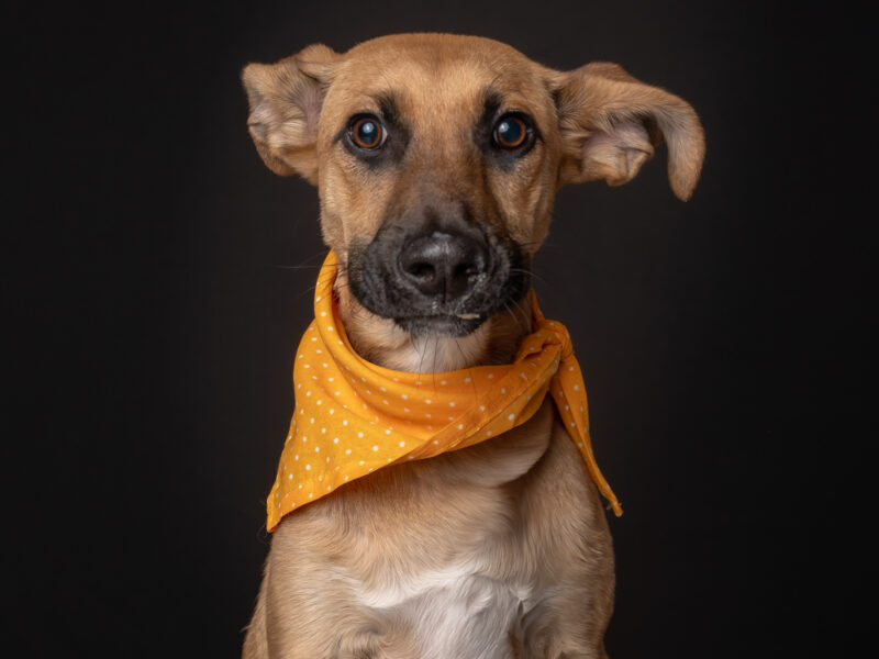 ARYA