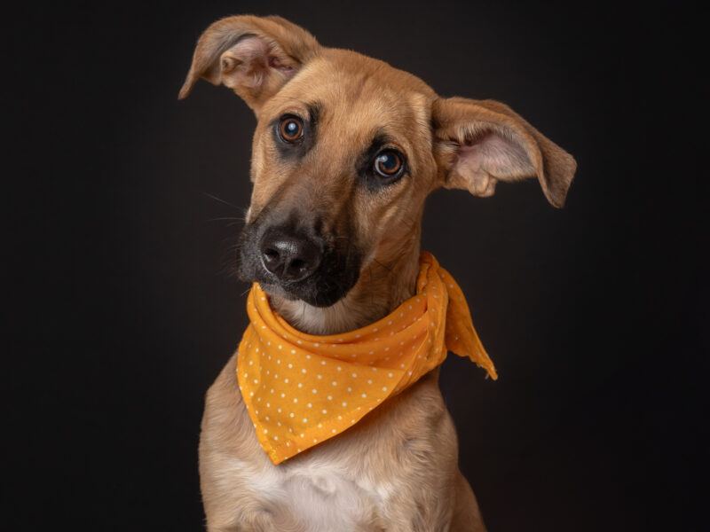 ARYA