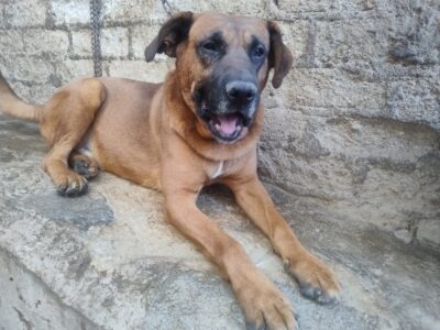 JORGE