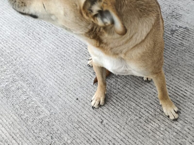 LIO