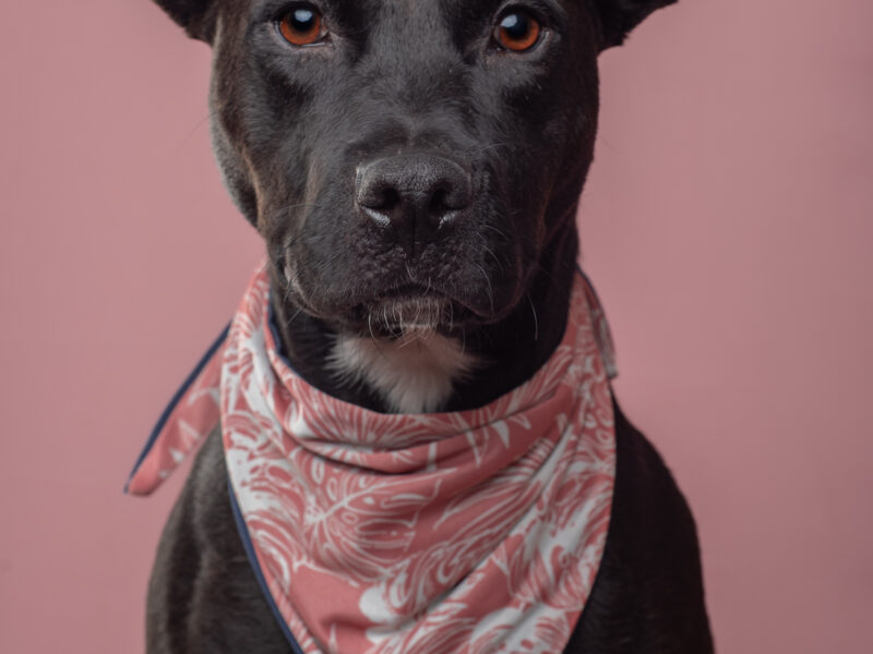 NALA