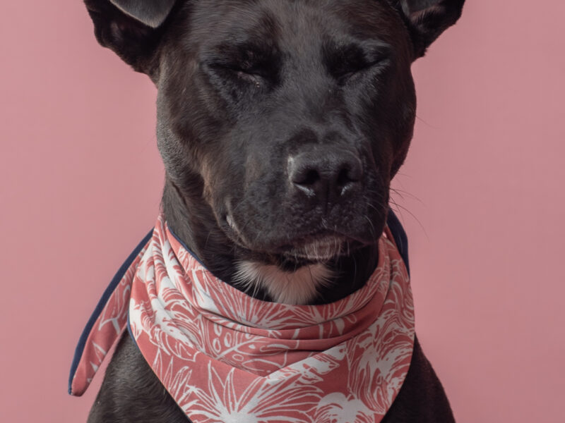 NALA