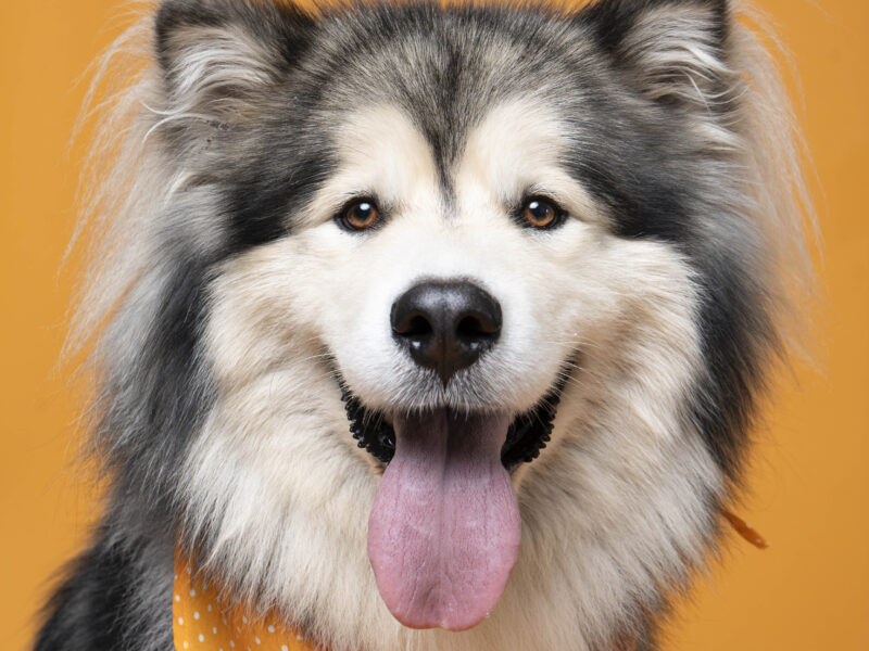 ODIN