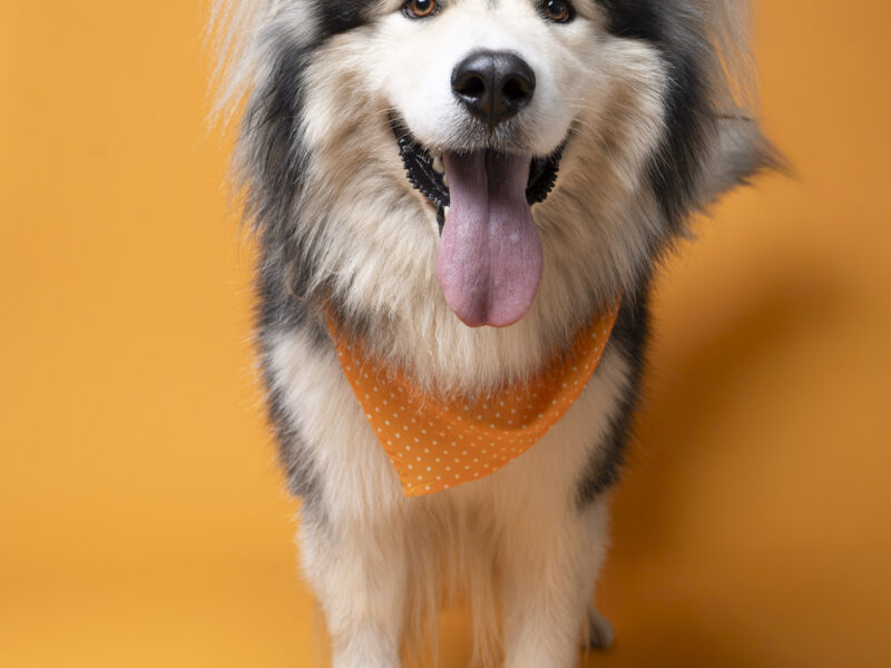 ODIN