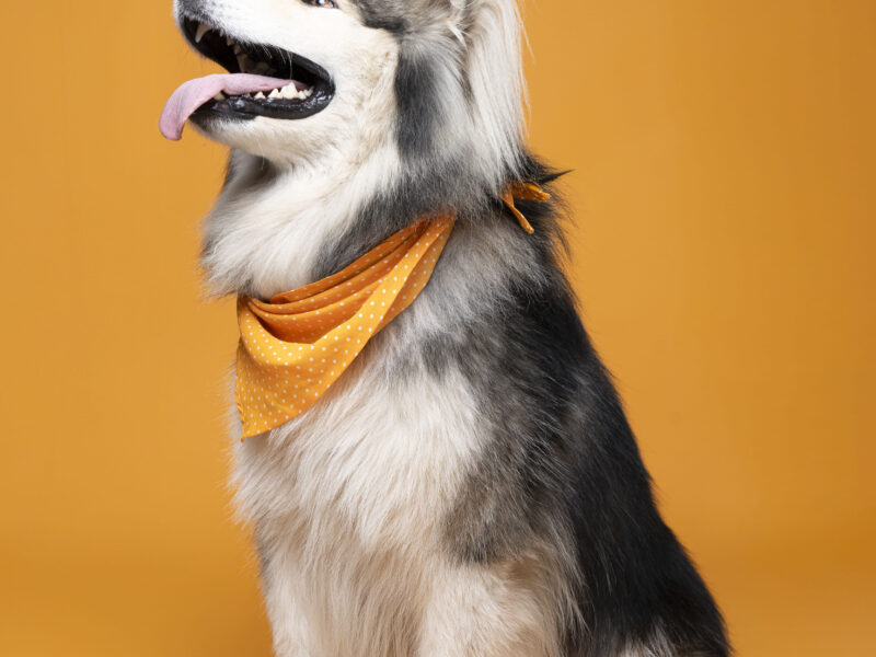 ODIN