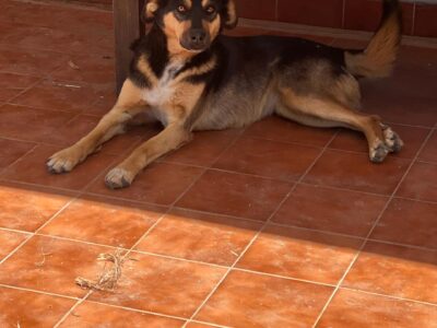 CHONA
