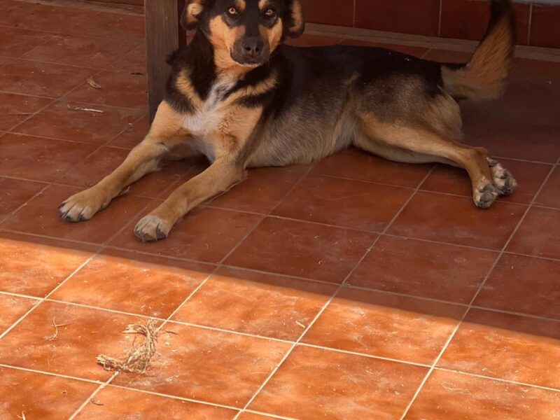 CHONA