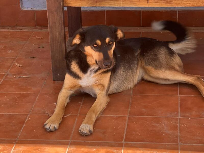 CHONA