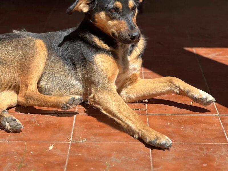 CHONA