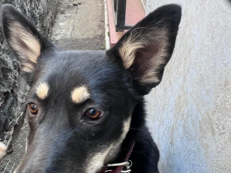 CANELA