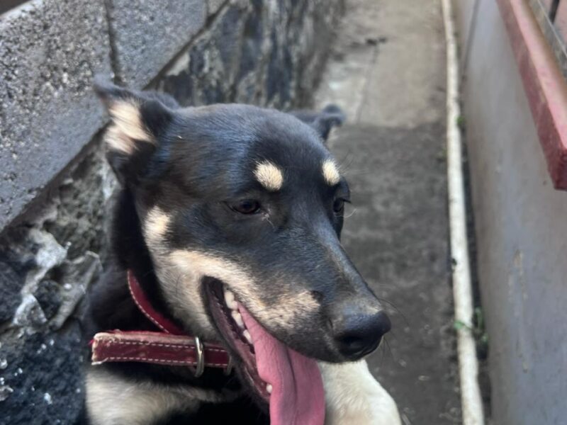 CANELA