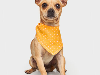 PANCHITO