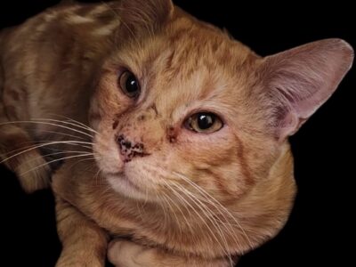 MILO