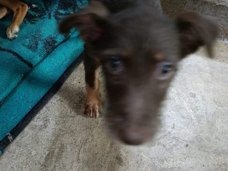 Pulgüita