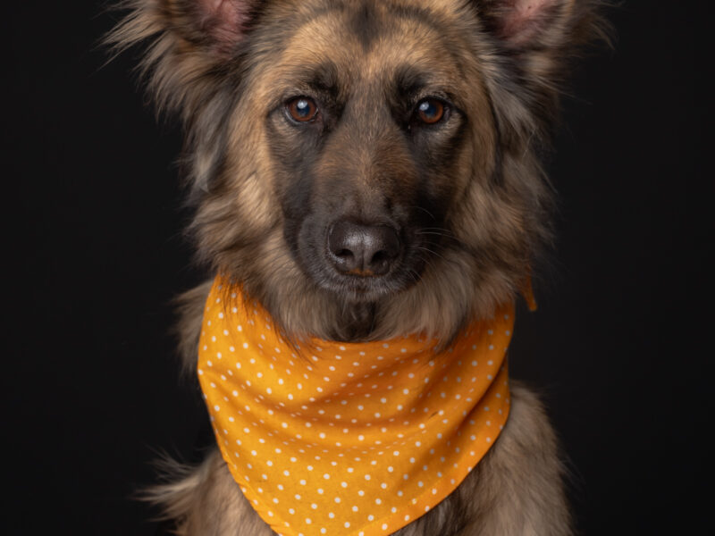 DANKA
