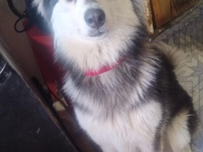 RUTILA