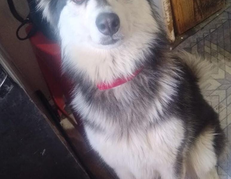RUTILA