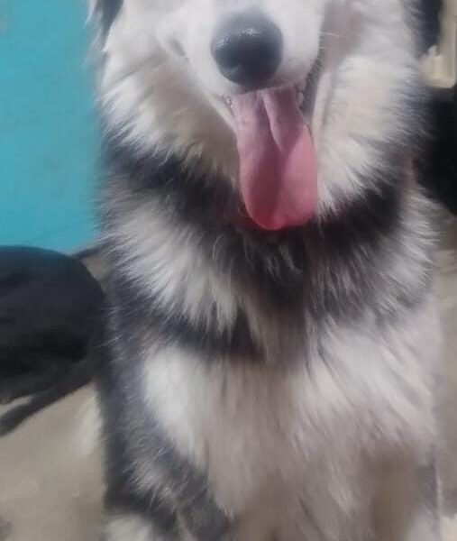 RUTILA