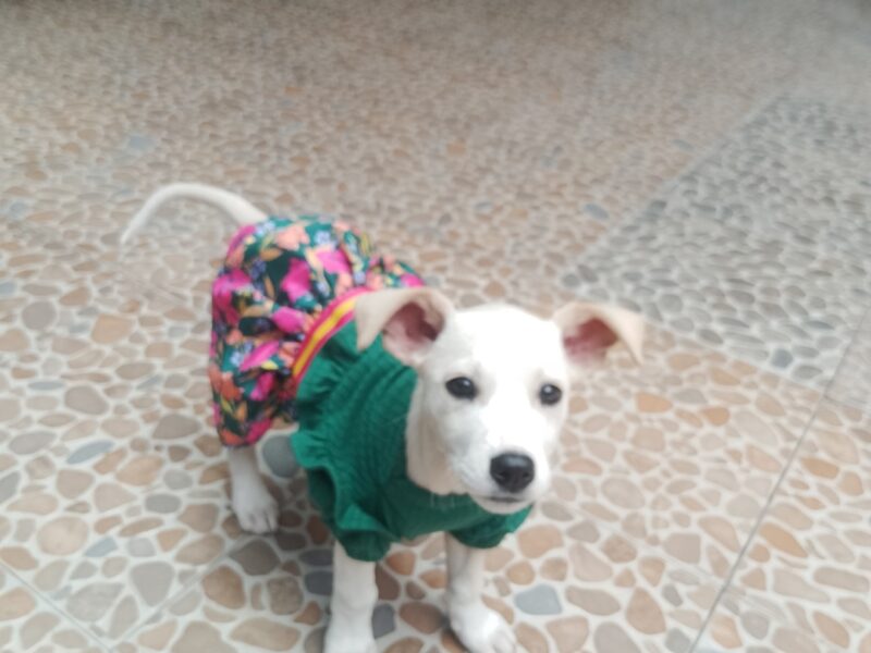 NIEVES
