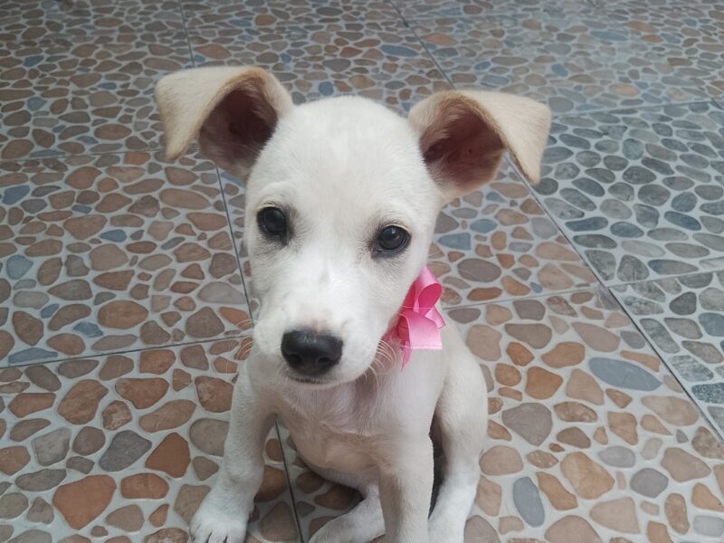 NIEVES