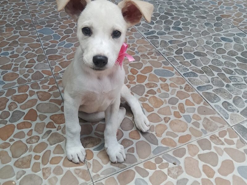 NIEVES