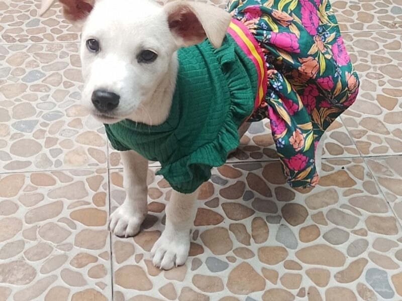 NIEVES