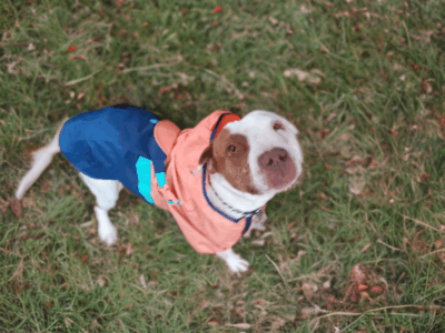 COCOA