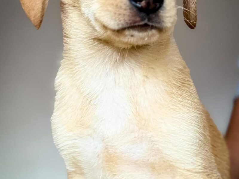 PAOLO