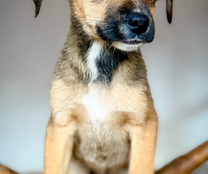 ENZO