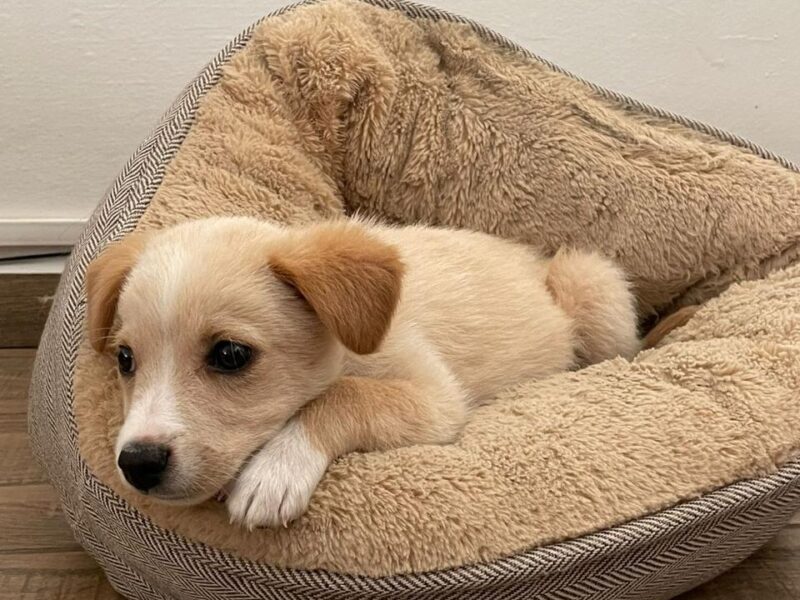 JAI