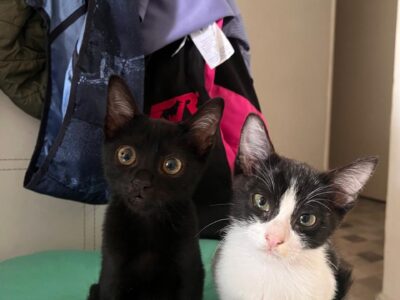BRUNO Y SIMON