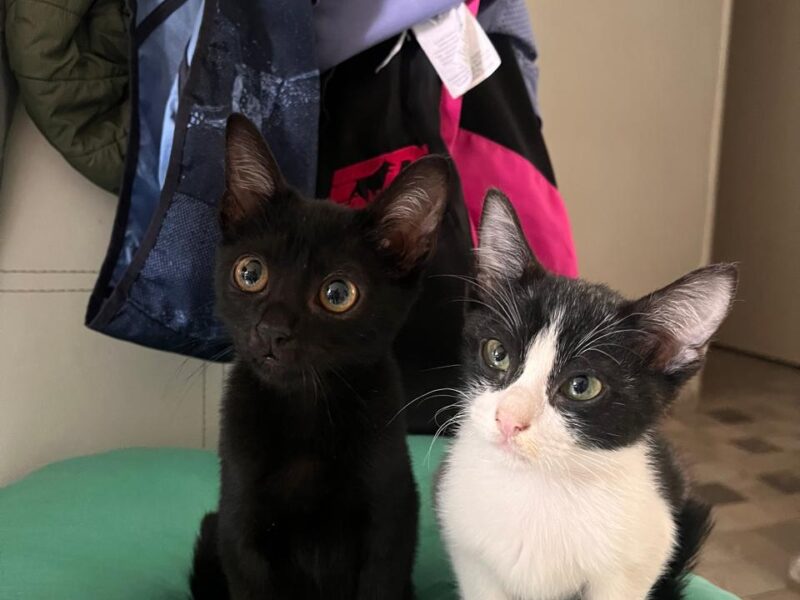 BRUNO Y SIMON