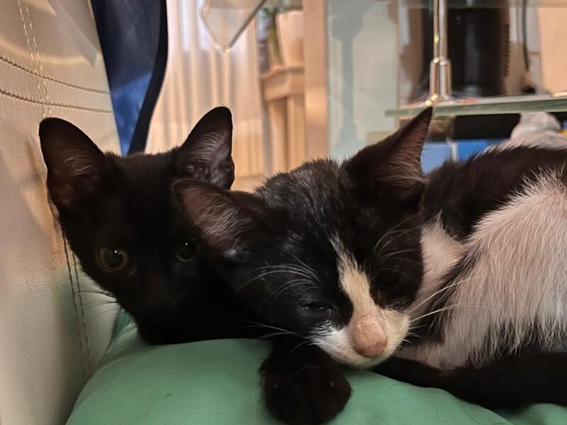 BRUNO Y SIMON